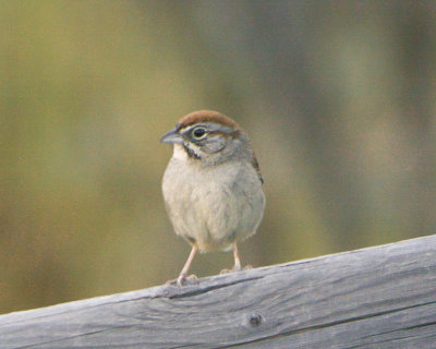 Rufous-crowned Sparrow