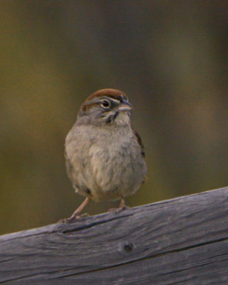 Rufous-crowned Sparrow