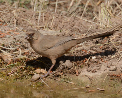 Abert's Towhee