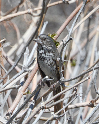 Fox Sparrow