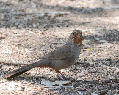 California Towhee