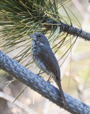 Fox Sparrow