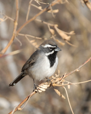 Black-throated Sparrow