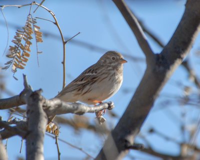 Brewer's Sparrow