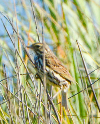 Savannah Sparrow