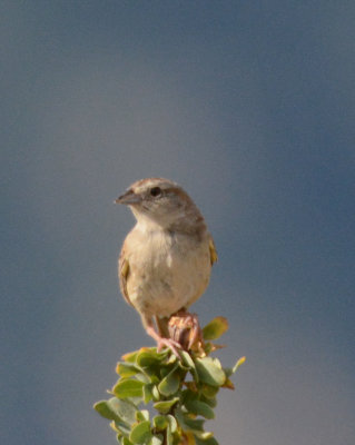 Cassin's Sparrow