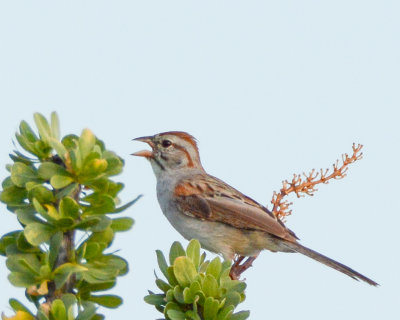 Rufous-winged Sparrow