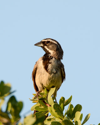 Black-throated Sparrow