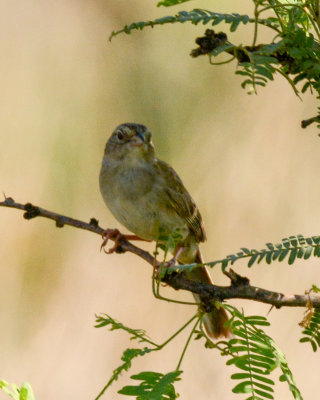 Cassin's Sparrow