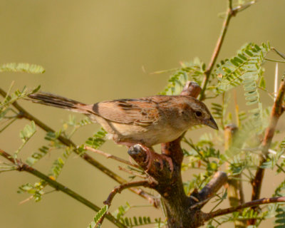 Botteri's Sparrow