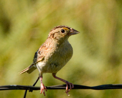 Grasshopper Sparrow