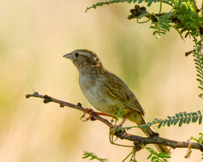 Cassin's Sparrow