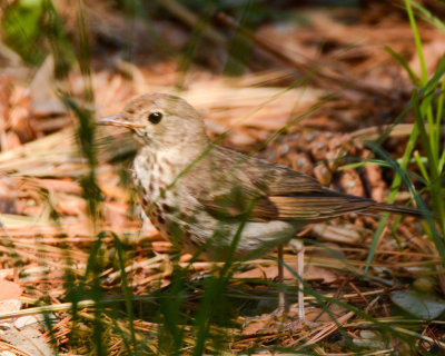 Hermit Thrush