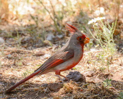 Cardinals and Allies