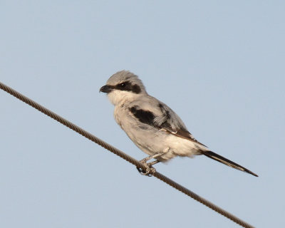 Loggerhead Shrike