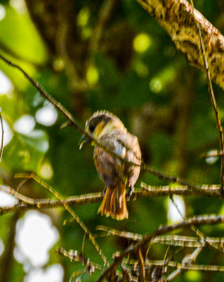 Rose-throated Becard