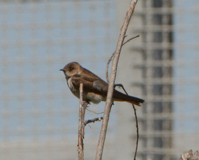 Northern Rough-winged Sparrow