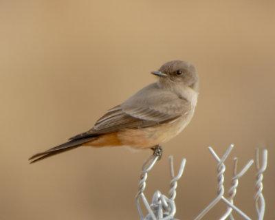 Say's Phoebe