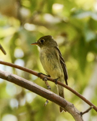 Pacific-Slope Flycatcher