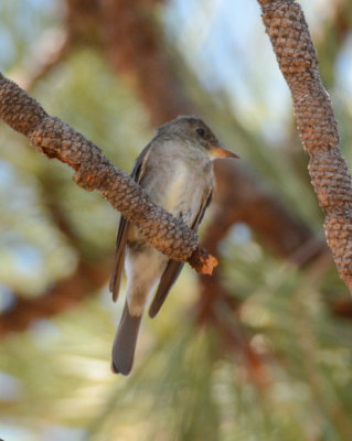 Western Wood-Pewee