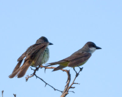 Thick-billed Kingbirds