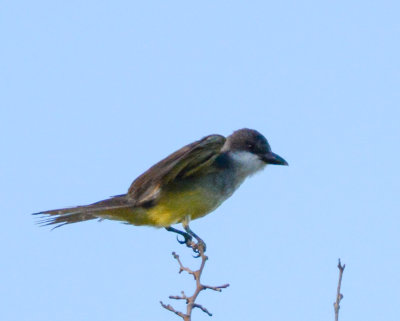 Thick-billed Kingbird