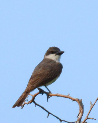 Thick-billed Kingbird