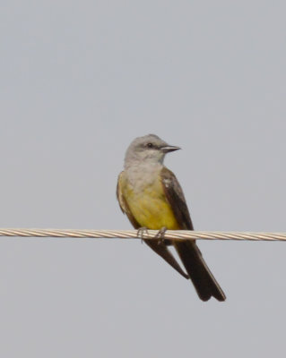 Western Kingbird