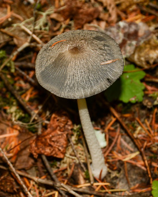 Coprinopsis lagopus