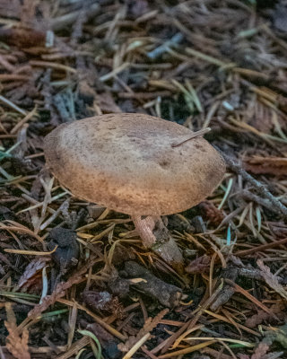 Chalciporus piperatoides