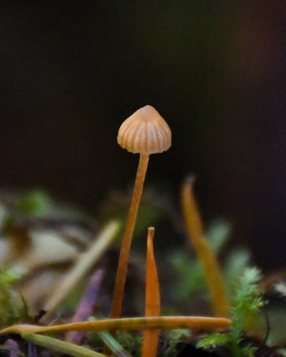 Mycena acicula