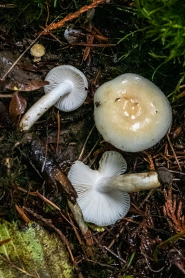 Hygrophorus flavodiscus