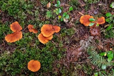 Lactarius rubidus