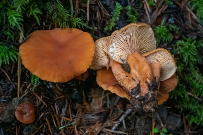 Lactarius rubidus