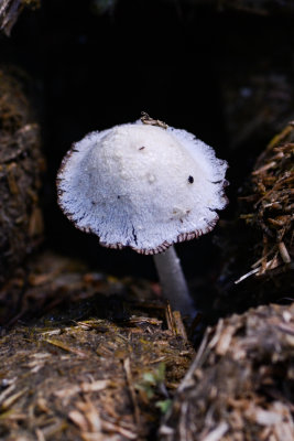 Coprinopsis nivea