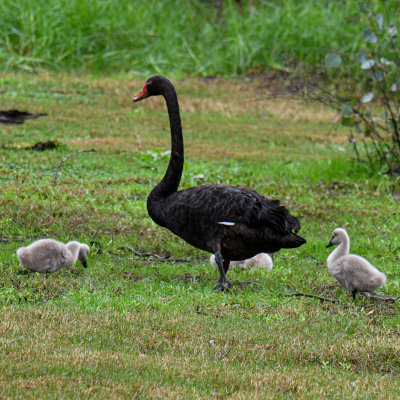 Black Swan