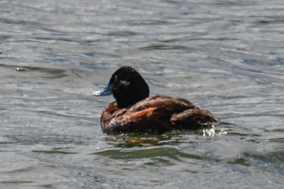 Blue-billed Duck