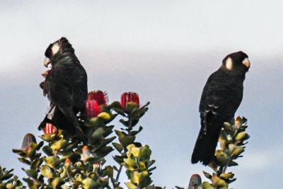 Carnaby's Black Cockatoo