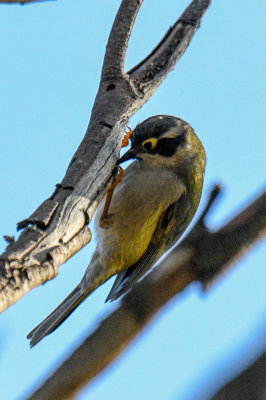 Brown-headed Honeyeater