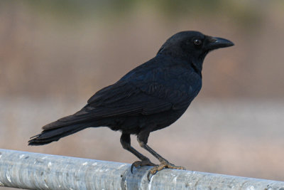 Little Crow