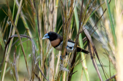 Chestnut-breasted Mannikin