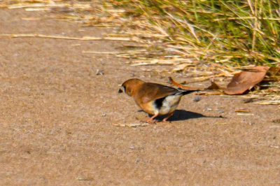 Long-tailed Finch