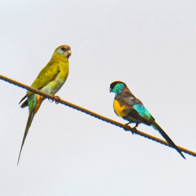 Hooded Parrots