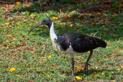 Straw-necked Ibis