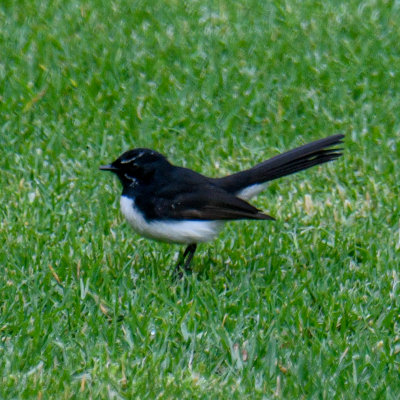 Willie Wagtail 