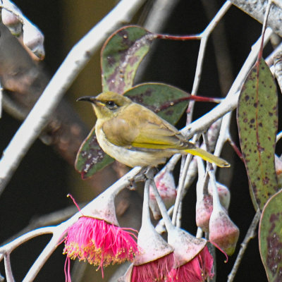 Brown Honeyeater