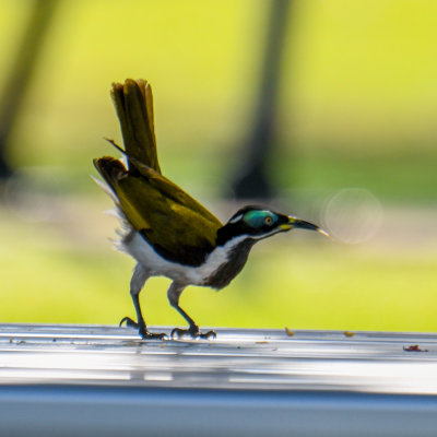 Blue-faced Honeyeater