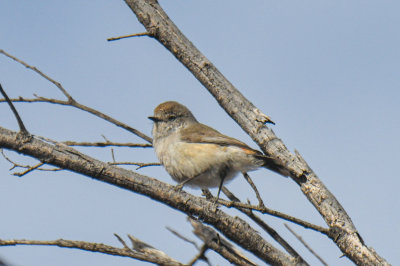 Chestnut-rumped Thornbill