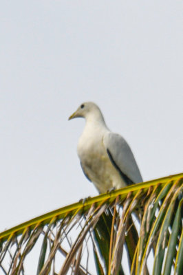 Torresian Imperial-Pigeon 