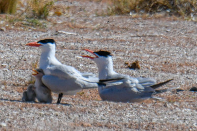 Caspian Terns